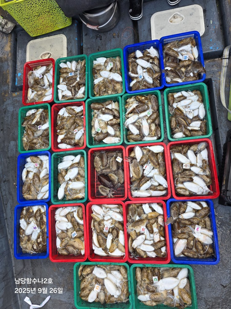 9월26일 수나2호  갑오징어 조황사진입니다.