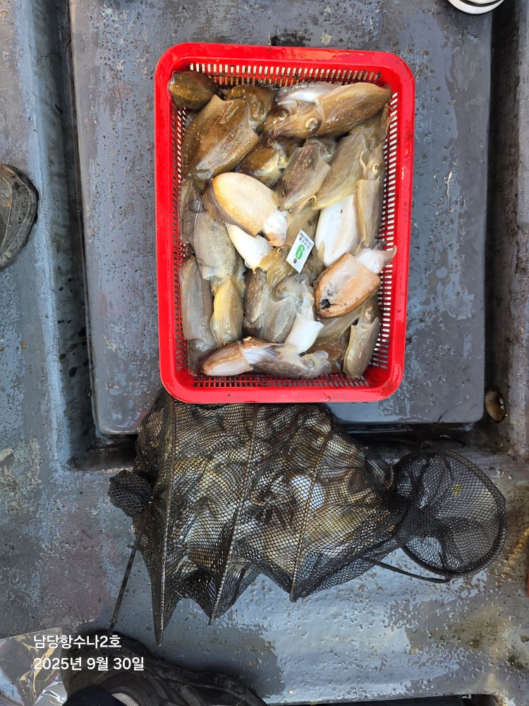9월30일 수나2호  갑.쭈 조황사진입니다.