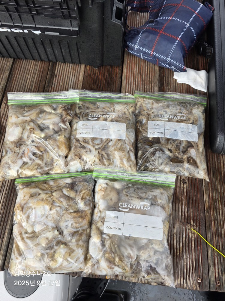 9월 17일 수나2호 주꾸미 조황사진입니다.