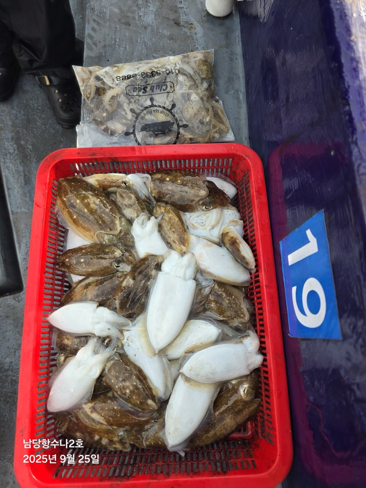 9월25일 수나2호 갑오징어 조황사진입니다.