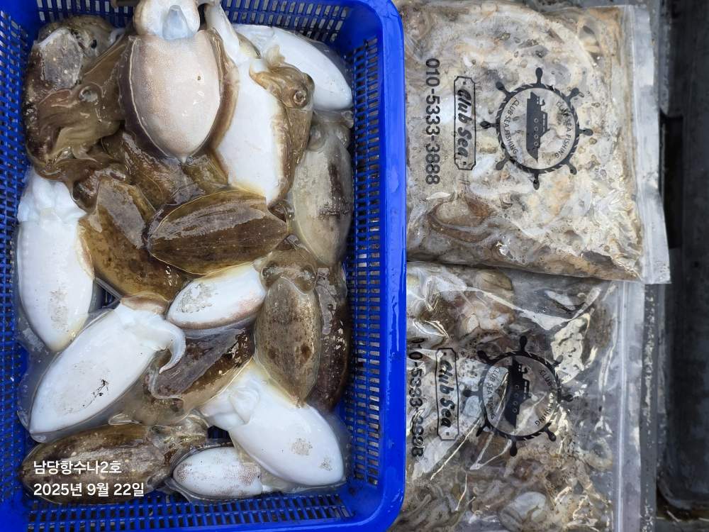 9월22일 수나2호 쭈.갑 조황사진입니다.