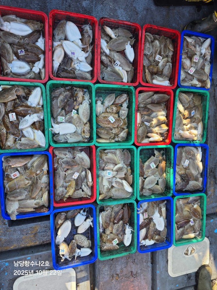 10월 22일 수나2호 갑오징어 조황입니다.
