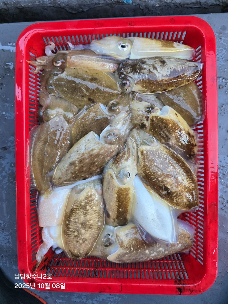 10월 8일 수나2호 갑.쭈 조황사진입니다.