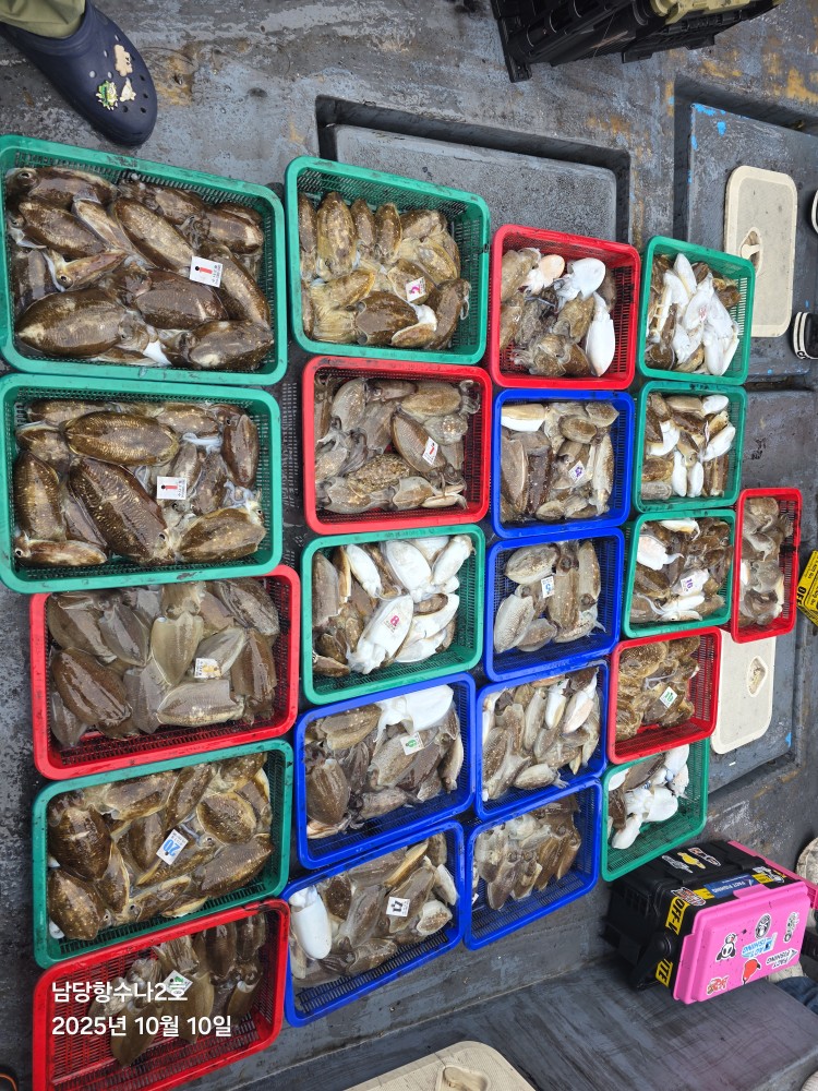 10월10일 수나2호 갑오징어 조황사진입니다.