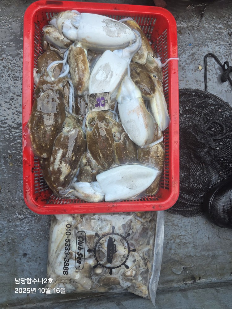 10월 16일 수나2호 갑.쭈조황사진입니다.