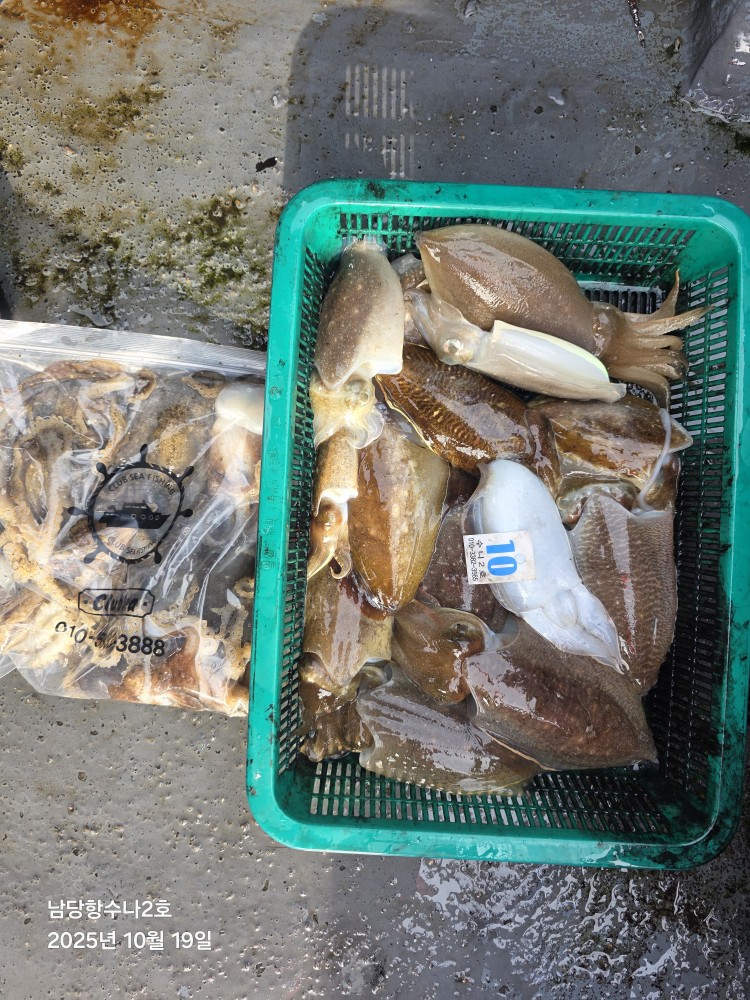 10월 19일 수나2호 갑오징어 조황사진입니다.