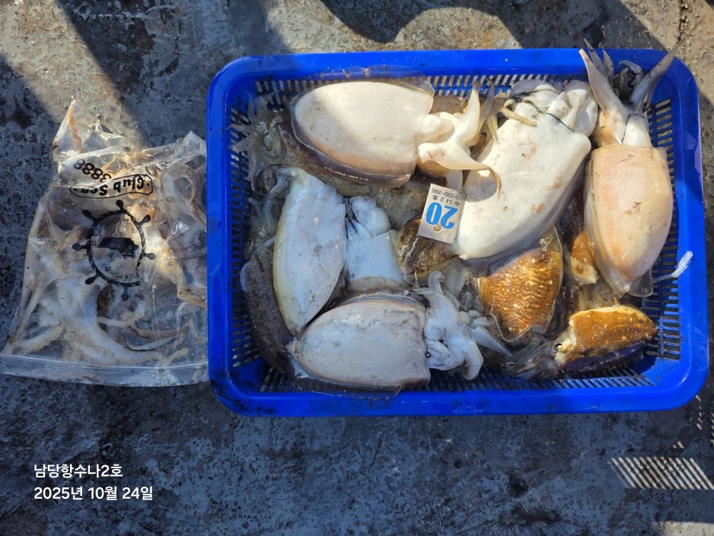 10월 24일 수나2호 갑오징어 조황입니다.