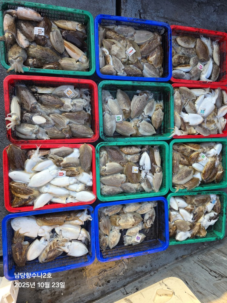 10월 23일 수나2호 갑오징어 조황입니다.