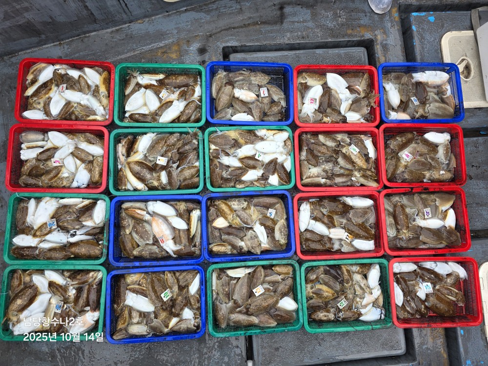 10월 14일 수나2호 갑오징어 조황입니다.