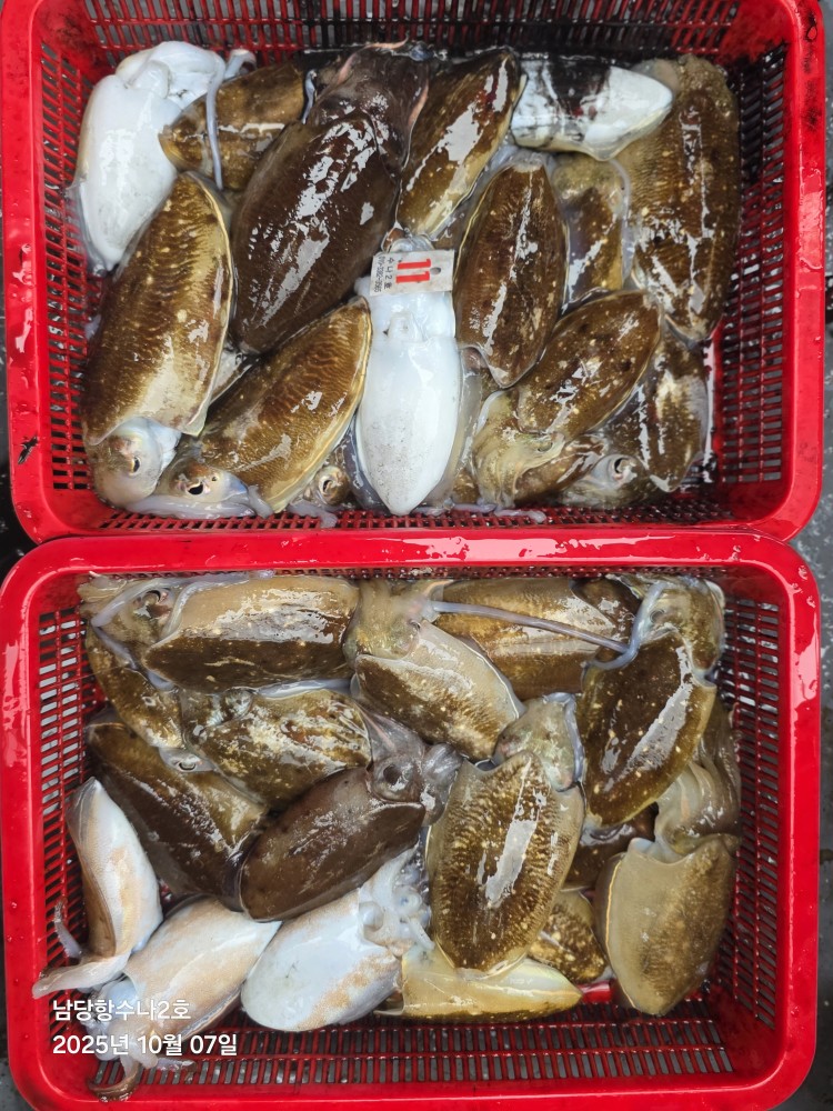 10월7일 수나2호 갑.쭈 조황사진입니다.