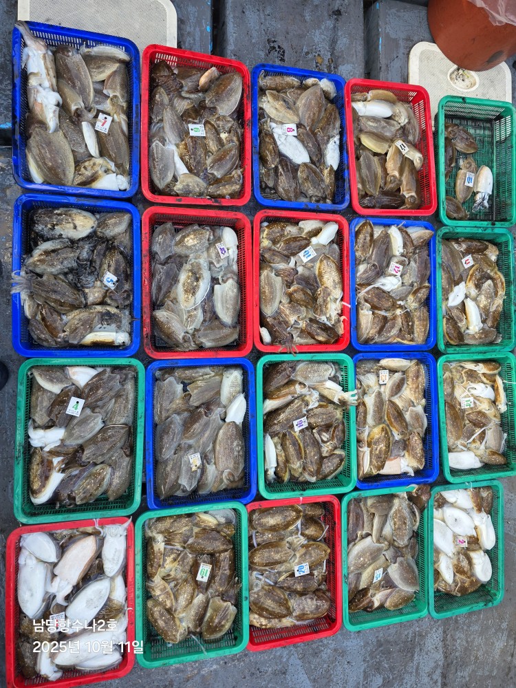 10월11일 수나2호  갑오징어 조황사진입니다.