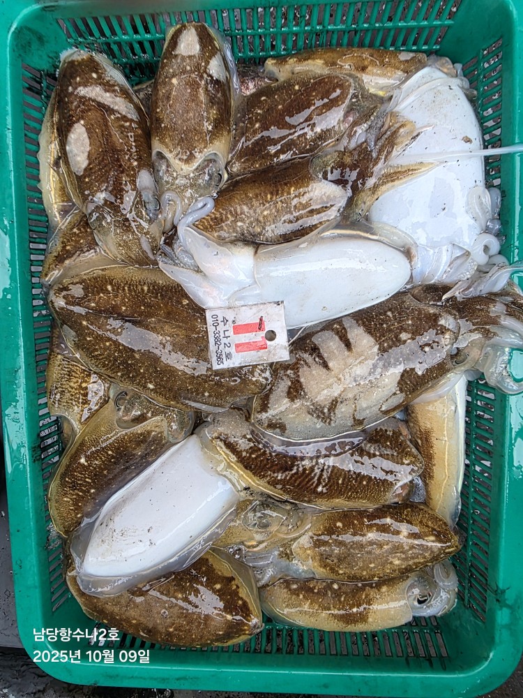 10월9일 수나2호  갑.쭈 조황사진입니다.