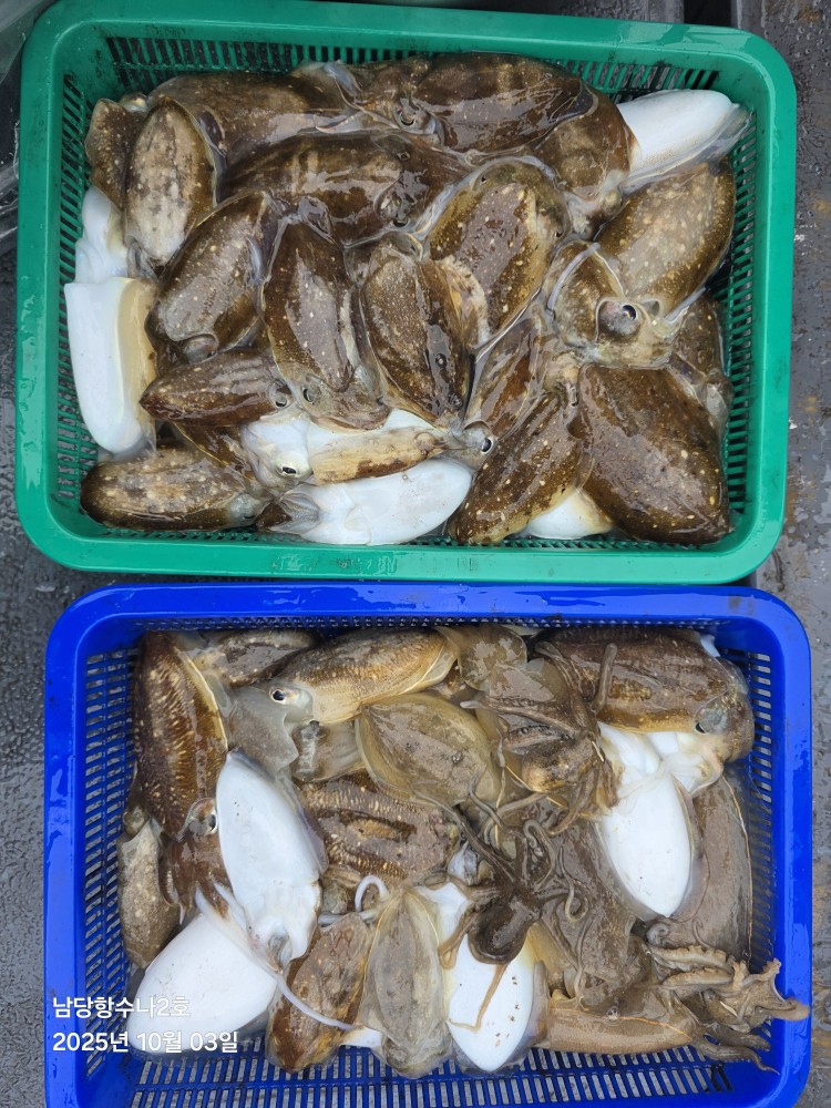 10월3일 수나2호  갑.쭈 조황사진입니다.