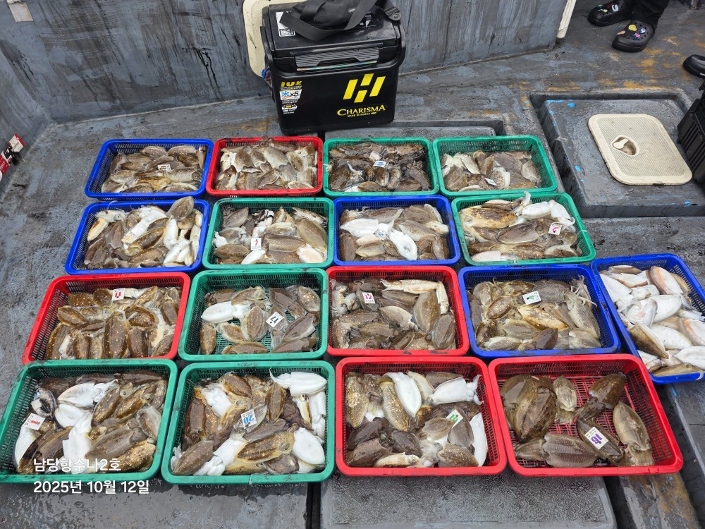 10월 12일 수나2호 갑오징어 조황입니다.