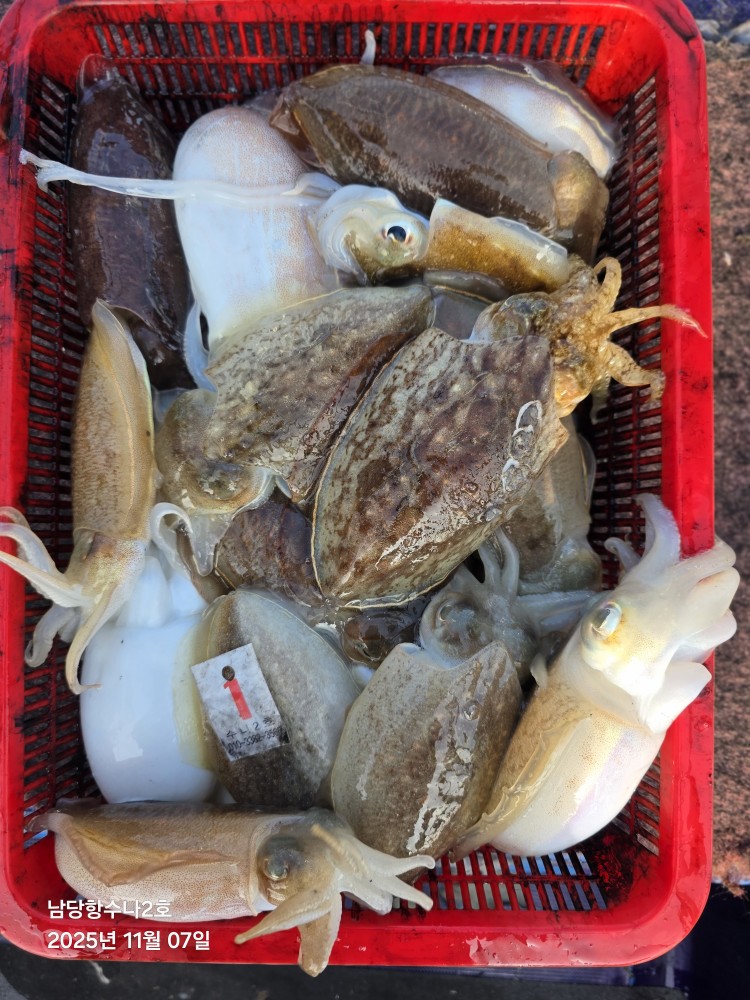 17월 7일 수나2호 갑오징어 조황사진입니다.