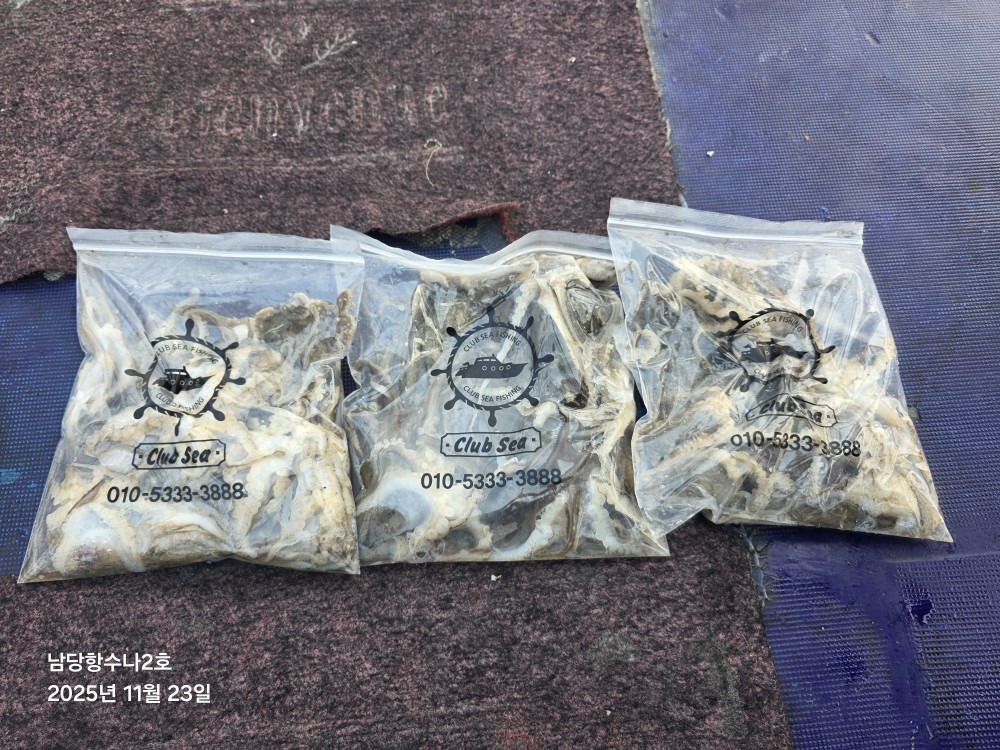 11월23일 수나2호  주꾸미 조황사진입니다.