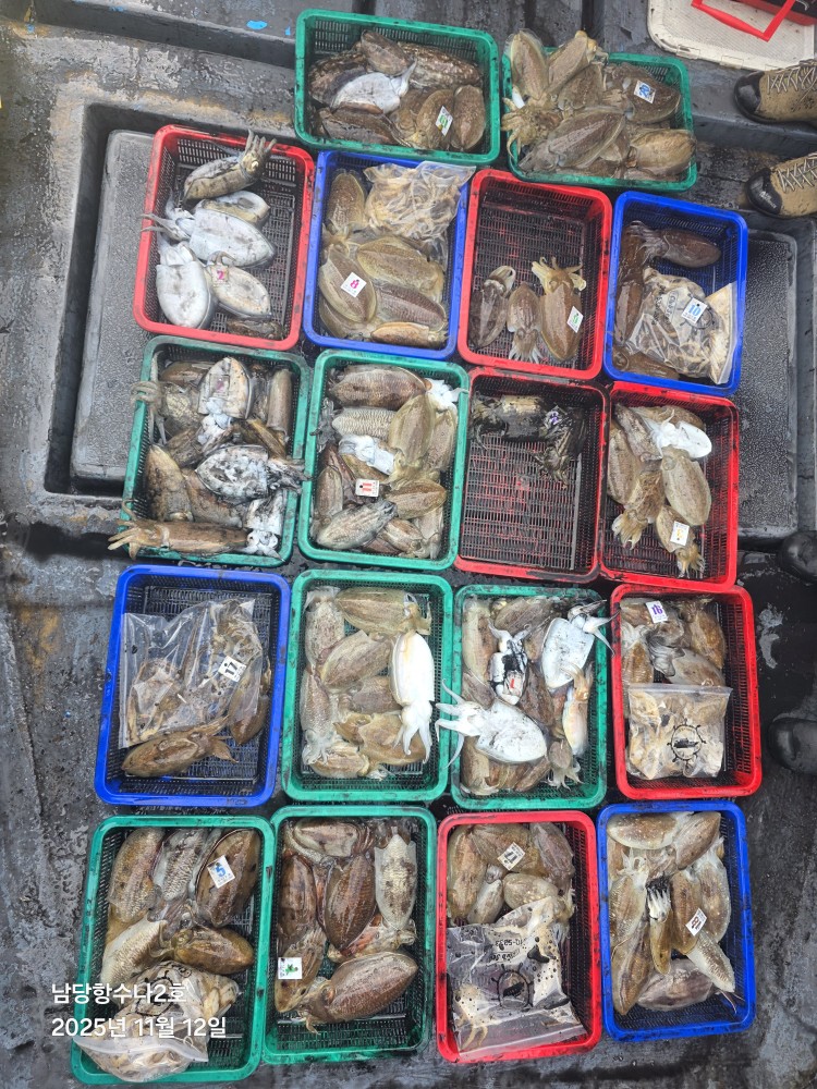11월12 일 수나2호 갑오징어 조황사진입니다.