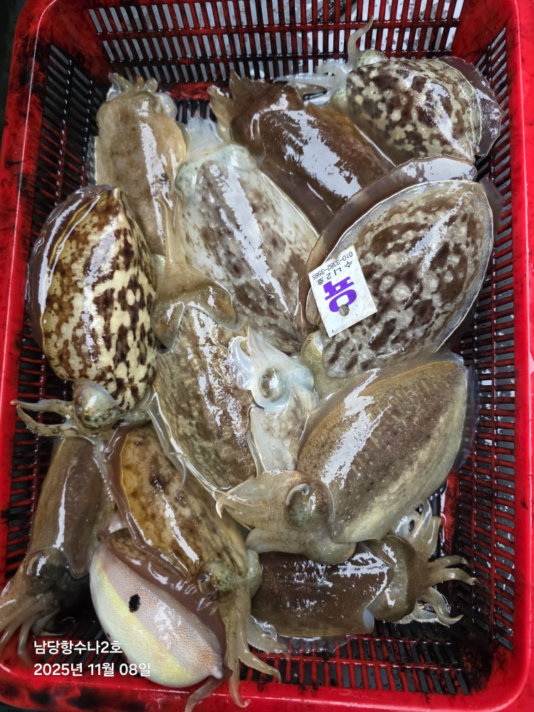 11월 8일 수나2호 갑오징어 조황사진입니다.