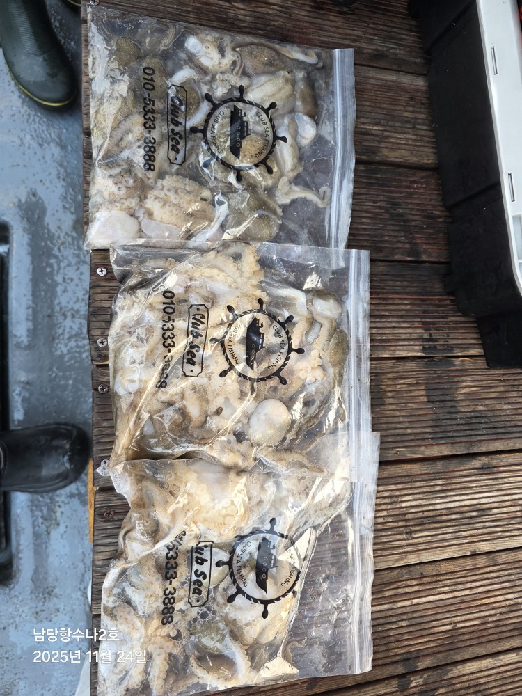 11월24일 수나2호  주꾸미 조황사진입니다.