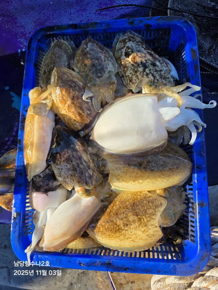 11월 3일 수나2호 갑오징어 조황입니다.