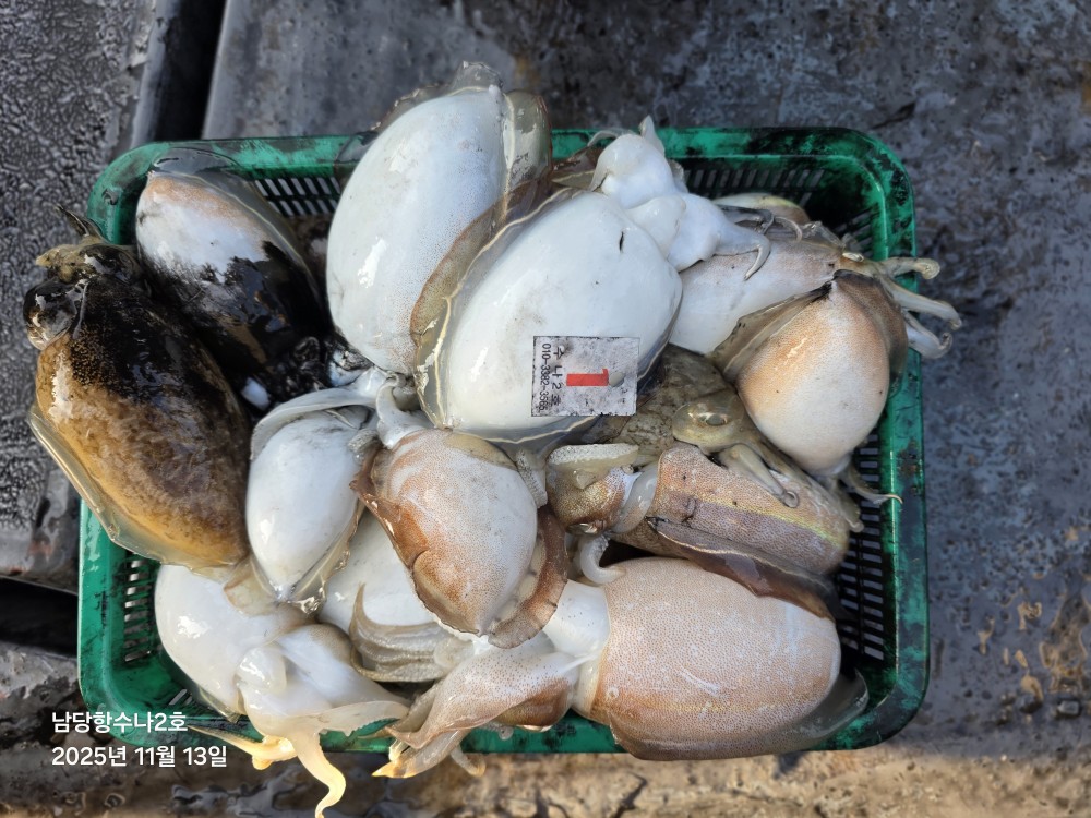 11월 13일 수나2호 갑오징어 조황입니다.