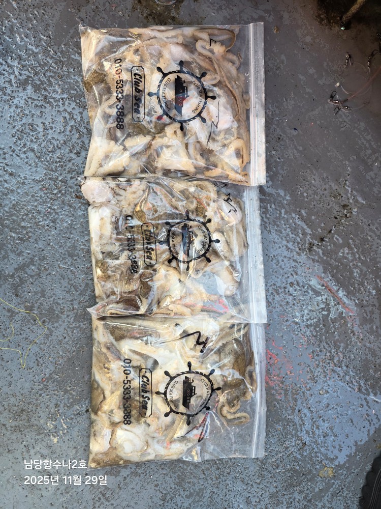 11월29일 수나2호  주꾸미 조황사진입니다.