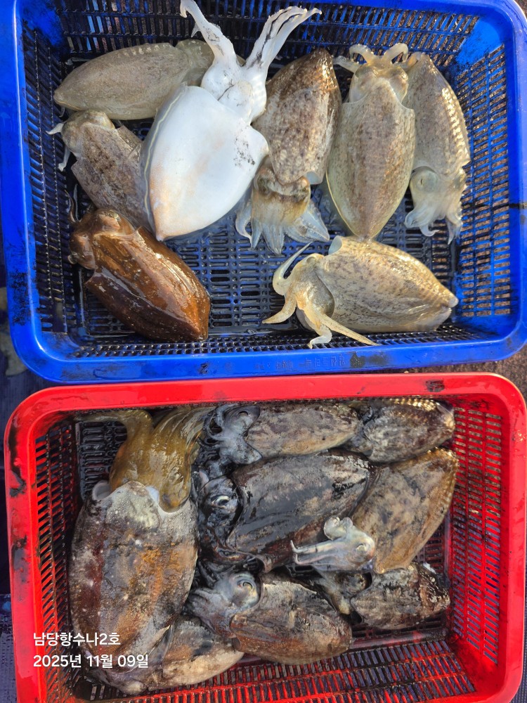 11월 9일 수나2호 갑오징어 조황사진입니다.
