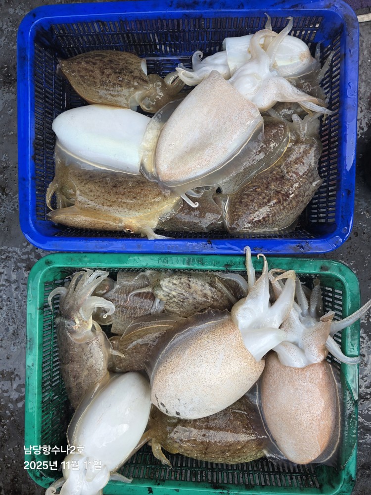 11월 11일 수나2호 갑오징어 조황사진입니다..