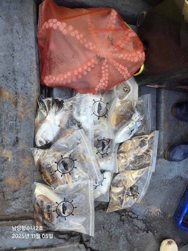 11월 5일 수나2호 갑오징어 조황사진입니다.
